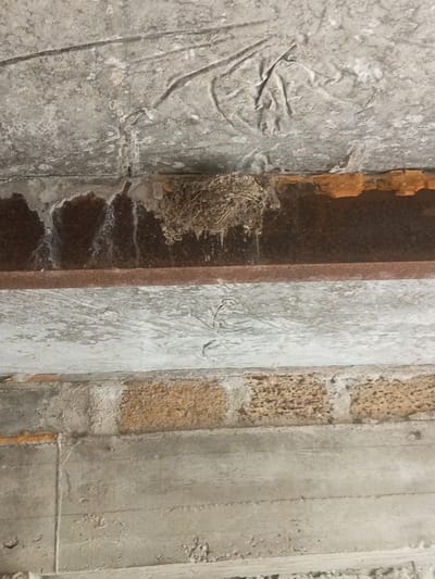 A bird's nest, constructed from twigs and straw, is attached to the underside of a rusty metal beam. The beam is part of the structure of a building in Щебетовский поселковый совет, Ukraine. The nest is situated above a wall made of concrete blocks. The overall environment appears to be an outdoor or semi-enclosed space, possibly a construction site or an abandoned area, with visible signs of age and wear on the building materials.
