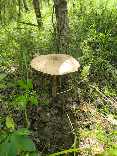 A large, light-colored mushroom with a wide, flat cap is the central subject, growing upright from the forest floor. The cap is speckled with small brown dots and has a slightly wrinkled texture. Its stem is thick and patterned with brown scales. The mushroom is surrounded by lush green grass, fallen leaves, and the base of a tree trunk. Sunlight dapples through the foliage, illuminating the scene. The environment appears to be a natural woodland setting, likely in a rural area, given the mention of Январцев ауылдық округі, Kazakhstan.