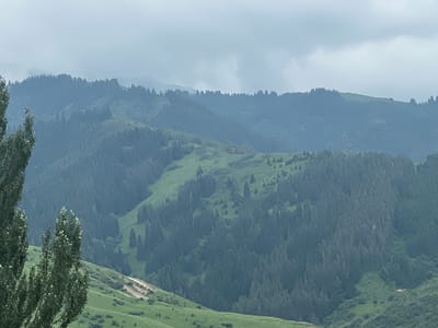 The image depicts a layered landscape of forested mountains under a cloudy sky, possibly on the outskirts of Shabdan, Kyrgyzstan. In the foreground, two tall, leafy trees stand on the left side of the frame, with their branches and foliage prominently displayed. Beyond the trees, the scene transitions to rolling green hills and steep mountainsides covered in dense, dark green coniferous trees. The varying shades of green and the atmospheric perspective create a sense of depth. Sunlight appears to be diffused, possibly due to the overcast conditions. A section of lighter-colored earth or rock is visible on one of the slopes, suggesting a natural clearing or erosion. The overall impression is one of a remote, natural environment characterized by lush vegetation and mountainous terrain.