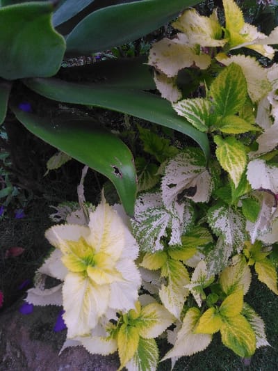 The image depicts a close-up, downward-angled view of various plants in an outdoor setting in Kamnik, Slovenia. A large, smooth, dark green leaf, likely from a succulent such as an Agave, is prominent in the upper left, featuring a small, irregular hole approximately midway along its length. Below and to the right, the scene is dominated by multiple clusters of variegated foliage. The largest cluster, in the lower left, consists of broad, ovate leaves primarily colored cream-white with distinct yellow-green centers. Adjacent and extending to the right, other variegated plants display similar patterns, blending yellow-green and white, with some leaves exhibiting small tears or irregular margins. The background includes darker green foliage, hints of purple coloration (possibly small flowers or discolored leaves), and areas of dark ground, suggesting soil or grass. No individuals, specific actions, or direct interactions are visible.