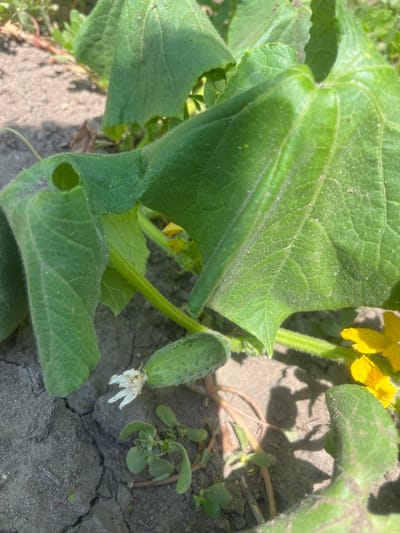 The image shows a close-up view of a young cucumber plant growing in dry, cracked soil. A small, developing cucumber with a withered white flower attached is visible on the left side of the frame. Several large, green cucumber leaves with visible veins and fine hairs dominate the upper portion of the image, casting shadows. Yellow cucumber flowers are also present, partially obscured by the leaves. The ground is a mixture of dry, grey soil with some patches of reddish-brown dirt and small green weeds. The scene appears to be outdoors, likely in a garden or field, under bright sunlight. There are no people or animals present in the image. The location of Chernove, Ukraine is not visually ascertainable from the image itself.