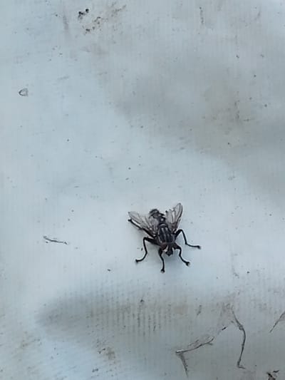 A single housefly is perched on a textured, pale surface. The fly is dark in color with visible wings and legs. The surface appears to be some kind of fabric or tarp, possibly in an outdoor setting. There are some indistinct marks and textures on the surface, with a few small dark specks scattered around. The lighting suggests it is daytime. No people or other animals are visible. The location is Stavchyntsi, Ukraine.