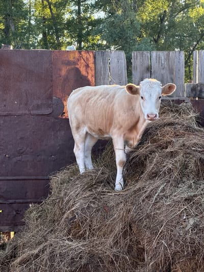 In Starokhalilovo, Russia, a light-colored calf stands on a mound of hay. The calf faces forward, its head slightly tilted. Behind the calf, a rustic wooden fence is visible, and beyond that, trees with green foliage are illuminated by sunlight. To the left of the calf, a large, weathered metal structure with a rusty patina occupies the frame. The scene is set outdoors, with dry hay forming the immediate foreground and midground.