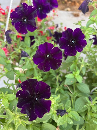 The image shows a close-up view of several dark purple petunia flowers with small white speckles on their petals. The flowers are in bloom and surrounded by green foliage. Some of the flowers appear slightly damp, possibly from rain or dew. The background is blurred, suggesting a shallow depth of field, with hints of red flowers and lighter-colored surfaces. There are no people or specific landmarks visible in the image that would indicate a location in Fontanka, Ukraine. The scene is a natural outdoor setting, likely a garden or a planter.