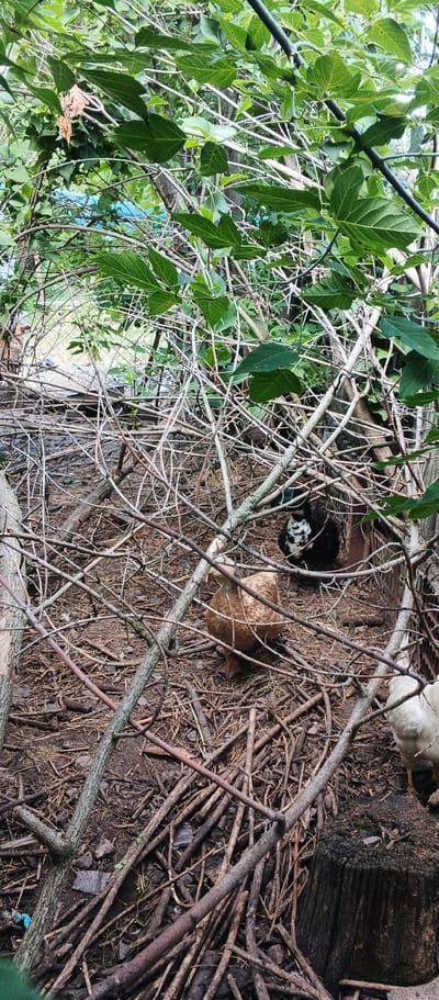 This is a photograph taken in Popivka, Ukraine, depicting a naturalistic scene within a wooded area. The foreground is densely covered with dry branches, twigs, and fallen leaves, creating a somewhat chaotic and natural ground cover. Interspersed within this debris are several domestic ducks. One duck, a light brown or tan color, is positioned towards the center-right of the frame, facing left. Another duck, predominantly black with white markings on its chest and head, is visible further back and to the right of the tan duck. A third duck, appearing mostly white or cream-colored, is partially visible at the bottom right edge of the image, with its legs and lower body showing. The background features lush green foliage and branches, indicating the presence of trees and shrubs. The overall impression is one of a natural outdoor habitat, likely an area where domestic fowl are allowed to roam.