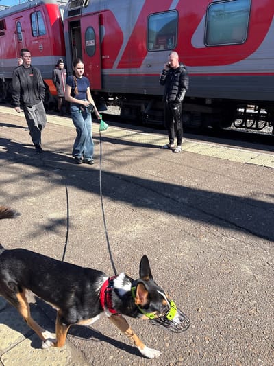 At a train station platform in Kropachyovo, Russia, a bright, sunny outdoor scene unfolds. Two red and silver/grey train cars are stationary to the right, one bearing "MECТ-54" and "Байкал" (Baikal) markings. The asphalt platform features yellow tactile paving strips near the tracks.
In the foreground, a black and tan dog with white markings on its chest and paws is in motion, walking left. It wears a red harness with white trim and a neon green wire basket muzzle. A long, dark leash extends from the dog's harness towards a young adult female in the mid-ground.
This female, with long dark hair braided, wears a dark blue short-sleeved top and wide-leg blue jeans. She holds the dog's leash and a small green plastic bag in her left hand, walking in the same direction as the dog. To her left, another young adult male with short dark hair walks forward, wearing a dark zip-up jacket and light grey baggy trousers.
Further right, an adult male with short light-colored hair stands still, facing left, speaking on a black smartphone held to his right ear. He wears a black puffer jacket, black track pants with white Adidas stripes, and black Adidas slide sandals. In the background, near the train car entrance, a partially obscured figure in a dark jacket and hat is visible. Strong shadows are cast across the platform from the sun.