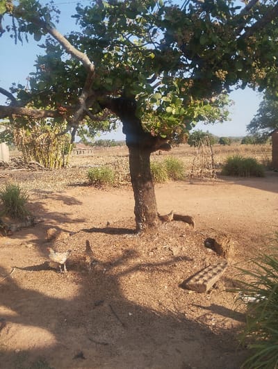 A rural scene features a large, leafy tree casting shadows on the dry, dusty ground. Several chickens peck at the earth around the tree's base. In the background, scrub vegetation and a few simple structures suggest a remote setting. A lattice structure sits in the distance. A rectangular object and greenery are in the lower right corner. The sky is clear and blue.