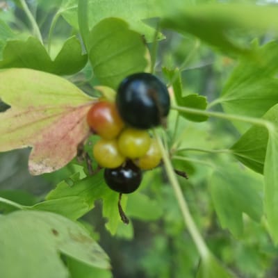 The image shows a close-up of a cluster of unripe berries on a plant, likely a currant bush. The berries are in various stages of development, with some being dark purple or black, while others are a lighter green-yellow and one is reddish-orange. They are surrounded by green leaves, some of which have a reddish tinge. The background is out of focus, showing more green foliage, suggesting an outdoor setting. The lighting appears to be natural daylight, but the exact time of day and weather conditions are not discernible. There is no text visible in the image. The location context provided is Ақкемер, Kazakhstan.