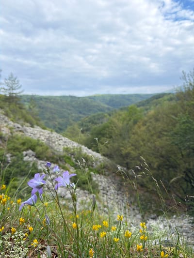 In the foreground of this image, a cluster of purple bellflowers stands tall amidst a meadow of small yellow flowers and green grass. Behind the flowers, a rocky slope leads down to a lush valley filled with dense green trees. The sky above is a mix of clouds and blue. The image appears to have been taken in a natural, mountainous area. The exact location in Chuypetlovo, Bulgaria is unknown, but the scenery suggests a rural or natural setting within the region. There are no people or specific actions depicted in the image.