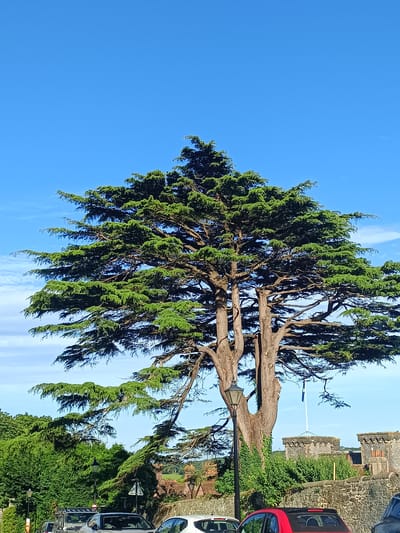 The image captures a large evergreen tree with spreading branches against a clear blue sky. In the foreground, a stone wall runs horizontally, topped with crenellated structures that resemble battlements. A lamppost stands to the left of the tree, and several cars are parked along a road. Behind the wall, there is dense green foliage and the roof of a building. A flag is visible flying from a flagpole on top of the battlements. The scene appears to be set in a historic or scenic location within Arun, United Kingdom. The lighting suggests it is daytime with bright sunlight.