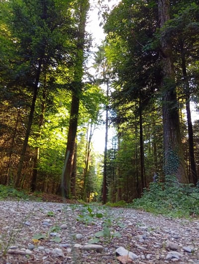 The image depicts a forest path made of gravel, with stones and small plants scattered across it. The path recedes into the distance, flanked by tall trees with dense green foliage. Sunlight filters through the canopy, illuminating parts of the forest floor and creating a dappled effect. The trees are varied in species and size, with some having ivy growing up their trunks. The scene appears to be a natural outdoor environment, likely a park or hiking trail. There are no people or animals visible in the image. The overall impression is one of tranquility and natural beauty.