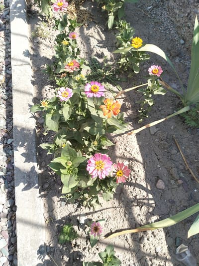 The image shows a close-up view of several zinnias in a garden bed. The flowers are in various stages of bloom and come in colors such as pink, orange, and yellow. The garden bed is bordered by a concrete ledge on the left, with small stones and gravel scattered along the edge. The ground is dry and cracked, suggesting a sunny environment. Some green foliage and dry, brown stems are visible amongst the flowers. The overall scene appears to be outdoors, in what could be a residential garden. There are no people or specific landmarks visible that would definitively pinpoint the location to Panfilov, Kyrgyzstan, beyond the assumption provided in the prompt.