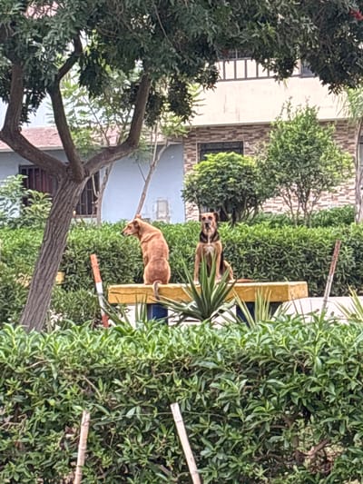 The image, oriented correctly, captures an outdoor scene in what appears to be a garden or residential area in San Juan de Miraflores, Peru, under clear daylight conditions.

The main subjects are two dogs. A lighter, reddish-brown dog is positioned on a raised, yellow-painted concrete planter or ledge, looking down towards the ground. Below and to its right, a second dog with a darker, brindle coat, possibly a German Shepherd mix, stands on the ground, looking directly towards the viewer.

The setting is characterized by lush, vibrant greenery. Dense green bushes and hedges fill much of the midground and foreground, creating a natural boundary. A large tree with thick, gnarled branches and dark green foliage dominates the left side of the frame. Some palm-like plants are also visible around the yellow planter.

In the background, parts of two buildings are discernible. One building has light-colored walls, possibly cream or white, with a ladder leaning against it. The other building features a facade with brownish, textured or tiled elements and a dark window. Thin wooden poles or sticks are partially visible among the dense foliage, potentially part of a support structure or light fencing.

The dogs appear calm, with no specific activity beyond standing and observing their surroundings. No visible text is present in the image.