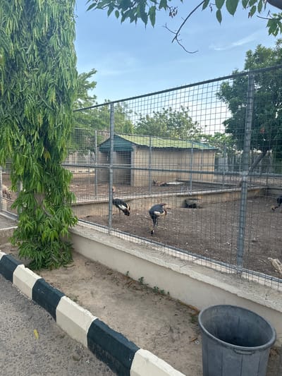 The image shows an outdoor enclosure in what appears to be a zoo or wildlife sanctuary in Batagarawa, Nigeria. A tall, leafy green tree stands to the left of the frame, its branches extending upwards. The enclosure itself is secured by a chain-link fence. Inside the enclosure, there are at least two large birds with black and white plumage and distinctive head crests, possibly Crowned Cranes. The ground within the enclosure is a mix of dirt and sand, with some scattered debris and a small, weathered structure or shelter in the background. A concrete barrier runs along the base of the fence. Outside the enclosure, in the foreground, a paved area with a black and white striped curb is visible, and a large, grey plastic trash bin sits near the fence on the right. The sky above is partly cloudy.
