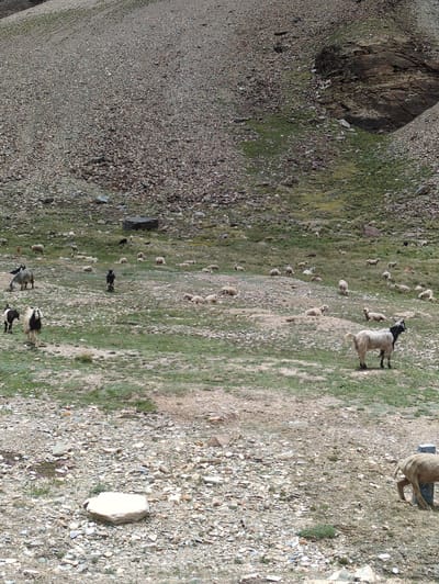 In Killingsarai, India, a flock of sheep and goats are spread across a rocky, mountainous terrain dotted with patches of green grass. A large, dark rock formation juts out from the hillside in the background. Several sheep are lying down, while others graze or stand. A few goats are also visible, some standing and one in the foreground with black markings on its head and a shaggy white body. The ground is covered in small stones and gravel, with sparse vegetation. The overall scene depicts a pastoral landscape.