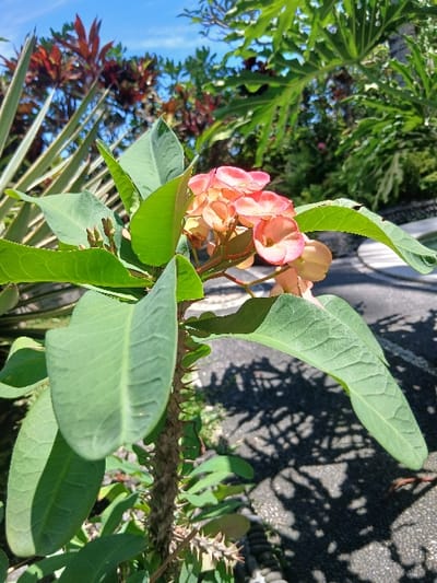 The image displays a close-up of a Crown of Thorns plant (Euphorbia milii) situated in Tibubiyu, Indonesia. The foreground is dominated by the plant's thorny brown stem, covered with ovate green leaves. Clusters of small, salmon-pink to orange-pink floral bracts are visible at the upper portion of the plant. The background features various tropical vegetation under a clear blue sky, with tall, slender variegated leaves on the left and a mix of green and red-leafed plants further back. A dark grey paved surface, possibly a pathway, with a curved light-colored border is visible on the right side of the frame, showing distinct, intricate shadows cast by foliage due to bright, direct sunlight. No individuals, specific objects beyond the flora, actions, or interactions are present in the scene.