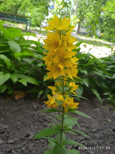 A close-up, eye-level shot focuses on a cluster of bright yellow flowers with five petals each, arranged vertically on a green stem. The flowers are in bloom, with some buds also visible. The background is blurred, showing green foliage, a dark soil bed, and a hint of a blue bench with a wooden back in the distance. The scene appears to be outdoors in a park or garden setting. A date and time stamp, "2026/6/21 11:29", is visible in the lower right corner, suggesting the image was taken on June 21, 2026, at 11:29 AM. The location is identified as Vlasivka, Ukraine.