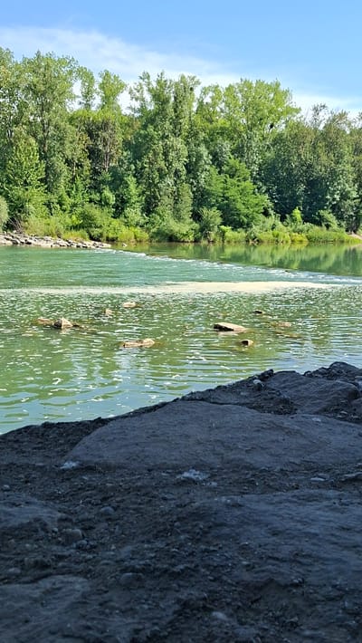 This is a photograph of the Enns River in Enns, Austria, on a sunny day. The foreground shows a rocky, dark-colored embankment. The middle ground features the greenish water of the river with several rocks protruding from the surface. A light-colored frothy substance floats on the water. In the background, dense green trees line the riverbank, and a clear blue sky with a few wispy clouds is visible above. There are no people or animals depicted in the image.
