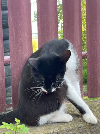 A black and white cat is grooming itself on a concrete ledge in front of a corrugated metal fence. The fence is a reddish-brown color and has vertical corrugations. Through the gaps in the fence, green foliage and sunlight are visible, suggesting an outdoor setting, likely in a backyard or garden area. The cat is curled up, with its head bent down and its paw raised towards its face, indicating it is in the process of licking itself. The concrete ledge appears somewhat rough and weathered. A small green plant with multiple leaves is growing near the bottom left corner of the frame. The image appears to be taken during daylight. The location is specified as Onițcani, Moldova.