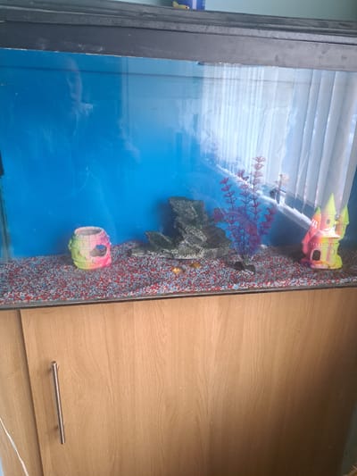 An aquarium is positioned prominently in an indoor setting, likely a home in Preston, United Kingdom. The image is taken from an elevated perspective, looking down into the tank, which is oriented vertically.
The aquarium features a bright blue background. Inside, various decorations are arranged: a large, multi-colored (pink, yellow, red) castle-like ornament sits at the top right, while a grey, rock-like structure with caves is positioned in the middle. To its left, a vibrant red and purple artificial plant or coral thrives. Near the bottom right, a smaller, colorful (pink and green) barrel-shaped hideaway is present. The bottom of the tank is covered with multi-colored gravel in shades of red, blue, and white. Several small, light-colored fish are visible swimming in the water, particularly near the gravel.
Significant reflections on the aquarium's glass show what appear to be window blinds or horizontal slats, indicating a light source, likely a window, is nearby, suggesting it is daytime.
To the immediate right of the aquarium, a light-colored wooden cabinet or furniture piece is visible, featuring a prominent metallic handle. The wood grain is distinct. A dark grey or black frame element runs along the left edge of the aquarium.
No people are visible, and no specific events or activities beyond the fish swimming are depicted. There is no visible text in the image.