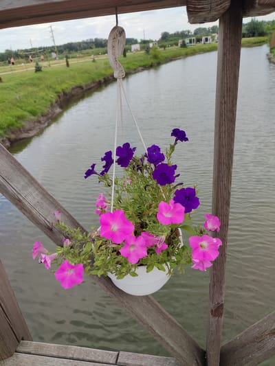 A white hanging planter filled with vibrant pink and purple petunias is suspended from a wooden structure overlooking a canal in Shcherbani, Ukraine. The canal, with calm, reflective water, runs through a grassy area lined with trees in the background. In the distance, several people are visible engaged in activities such as playing volleyball. The overall scene depicts a tranquil outdoor setting, likely a park or recreational area, with the blooming flowers adding a touch of color and life to the environment.
