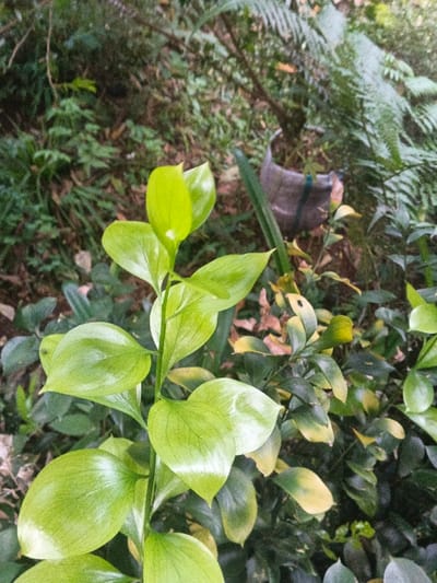 The scene depicts a dense vegetated area in Kon Tum, Vietnam. In the foreground, a prominent plant stem with multiple glossy, ovate leaves in a bright light green color extends vertically. The leaves exhibit visible venation. To the right of the central plant, in the midground, additional foliage features darker green leaves with some showing yellowing. A repurposed grey plastic bottle, possibly a container, with a dark blue or green strap is partially visible among the plants in the midground, situated behind the foreground foliage. The background consists of a blurred mass of green plant life, including ferns, indicating a lush, natural environment. No human subjects or discernible actions are present.