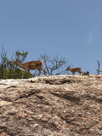 Two deer are navigating a steep, rocky terrain. The scene is set against a clear, blue sky with sparse tree branches adding depth. The focus is on the animals' movements and their interaction with the environment. The location is San Pedro Zacachimalpa, Mexico.