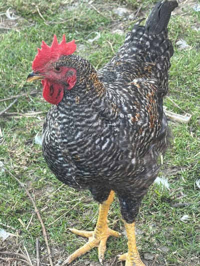 A high-angle, close-up shot captures a Plymouth Rock rooster lying on its side in a grassy area. The rooster's head is to the left, featuring a vibrant red comb and wattle, and its beak is slightly open. Its body is covered in black and white striped feathers, characteristic of the Plymouth Rock breed. The rooster's yellow legs and feet are visible, with sharp claws extended. The background consists of green grass with scattered dry leaves and twigs, indicating an outdoor, possibly rural or farm setting. The lighting suggests it is daytime, with no specific weather conditions evident. There is no visible text in the image. The overall impression is of a static scene focusing on the detailed features of the rooster.