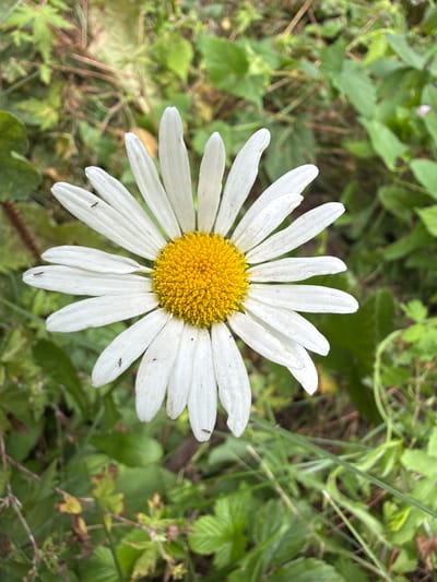 A close-up, top-down shot captures a single, white daisy with a bright yellow center, blooming in a natural outdoor environment. The daisy is the primary subject, with its white petals radiating outwards and its textured yellow center in sharp focus. Scattered across some of the petals are tiny, dark insects, barely visible. The background consists of out-of-focus green foliage and vegetation, suggesting a garden or natural landscape. There is no indication of any human presence, structures, or urban elements. The image appears to have been taken in a natural setting, possibly in the city of Altayskiye Zori, Russia, where such flora and fauna are common.