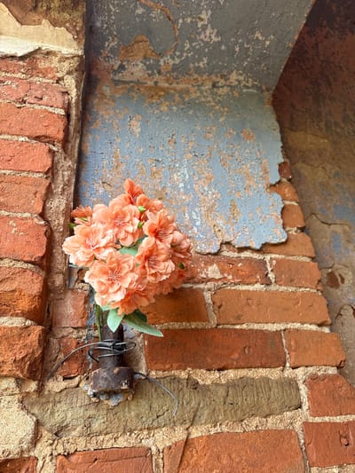 The image depicts a close-up view of a weathered corner of an old structure in Staroe Rakomo, Russia. The scene is dominated by exposed brickwork and crumbling, peeling paint.
The main subjects are two perpendicular brick walls, forming a recessed corner or niche. The bricks are reddish-brown, aged, and show signs of wear and erosion, with rough, light-colored mortar between them. On the left and top sections of the image, a surface is covered with heavily chipped and flaking paint, revealing layers of light blue-grey paint over darker, possibly rust-colored or original wall material. This creates a textured pattern of decay.
Resting on a brick ledge or protrusion near the center-right is a small cluster of artificial flowers. These flowers are a soft peach or light orange color, with multiple blooms and a few green leaves, providing a subtle contrast to the rustic surroundings. To the right of the flowers, embedded in the brickwork, is a rusted, cylindrical metal object, possibly a pipe fragment or a bolt. A piece of dark, bent wire is loosely wrapped around this metal object, seemingly to secure or display the flowers, or perhaps it's just discarded debris.
The overall impression is one of forgotten beauty amidst decay, with the artificial flowers offering a poignant splash of color and a hint of human presence or remembrance in an otherwise dilapidated setting. There is no visible text, and the time of day or weather conditions are not discernible from the enclosed nature of the shot.