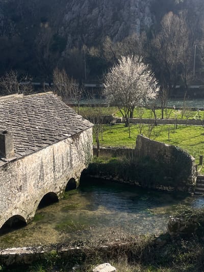 This image depicts a scene in Blagaj, Bosnia and Herzegovina, focusing on a historic stone building adjacent to a clear water body.
In the foreground, a multi-arched stone building with a gabled roof covered in grey stone shingles extends from the left into the frame, partially obscuring its full structure. Two prominent arches are visible over the translucent, shallow water, which shows a light green hue from submerged vegetation. The stone walls of the building are light grey, with some dark stains and patches of clinging ivy on the side. A stone chimney is visible on the roofline.
To the right of the building, a verdant grassy area is visible, containing several trees. One deciduous tree, centrally located and slightly to the right, is in full bloom with bright white blossoms. Other trees in the grassy area are bare of leaves. Stone retaining walls delineate parts of the grassy area and the edge of the water. Another segment of a stone wall, partially covered in ivy, stands further into the grassy area. Steps made of stone are visible on the far right, leading down towards the water.
In the background, beyond the grassy area and trees, a substantial rocky mountain face rises prominently, appearing rugged and partially covered with sparse, bare trees. The lighting suggests a sunny day, with distinct shadows cast across the scene, particularly on the grassy areas and the building's facade. No individuals or animals are present in the frame.