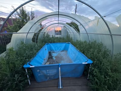 In Rodino, Russia, an outdoor scene captures the interior of a damaged greenhouse. A blue, rectangular frame pool, partially filled with murky water and debris, sits centrally. Lush green vegetation overtakes the greenhouse floor, reaching towards the structure's arched metal frame. The translucent plastic covering of the greenhouse is torn and weathered in several places. In the distance, a glimpse of a residential building with a red roof and the soft hues of a sunset are visible through the greenhouse's opening.