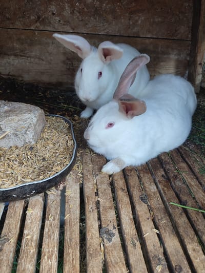Two white rabbits with pink eyes and ears are inside a wooden hutch. The hutch has a slatted wooden floor and wooden walls. In the foreground, there is a metal bowl filled with grain and a large rock. The rabbits are positioned in the center and right of the frame, with one slightly behind the other. The environment appears to be an agricultural setting, possibly a farm in Velykyi Zhytyn, Ukraine.