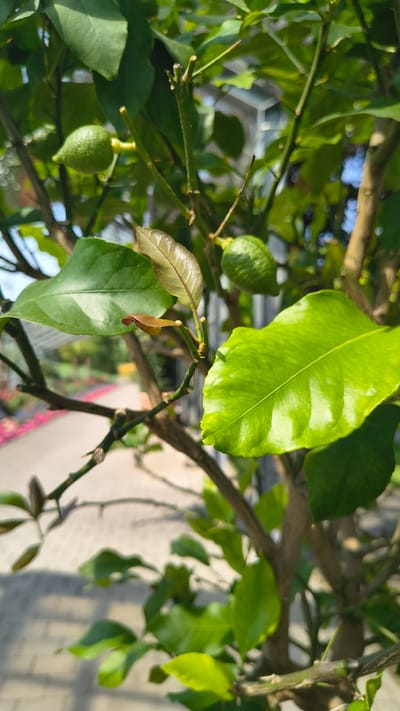 The image shows a close-up view of a lemon tree with several small, green lemons and bright green leaves. The tree has rough, brown bark and thin branches. The background is blurred, but appears to be an outdoor setting with a pathway and some colorful flowers visible. The overall impression is one of lush vegetation bathed in sunlight. The image does not provide any information about a specific location in the city of Rain, Germany.