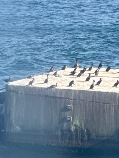 A group of cormorants are gathered on a concrete structure next to the ocean. The birds are mostly black with some white markings on their heads and necks. They are standing and sitting on the flat surface of the structure, which appears to be a pier or breakwater. The ocean is a deep blue and appears calm with small waves. The concrete structure is weathered and has some vertical lines suggesting it is made of segmented blocks.