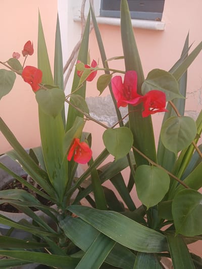 The image depicts an outdoor scene dominated by two distinct plant species, situated against a building wall. The location is identified as Latsia, Cyprus.
In the foreground and midground, a Bougainvillea plant is prominent, characterized by its slender, woody stems, ovate to heart-shaped green leaves, and multiple clusters of vibrant red-pink bracts, some fully open while others appear as buds. These bracts, which enclose small white flowers, are dispersed throughout the plant structure.
Intertwined with and behind the Bougainvillea is a larger plant identified as a Yucca or similar species, exhibiting long, rigid, sword-shaped leaves of a dark green color. These leaves emerge from a central stem, forming a dense, spiky foliage mass that occupies the lower and central portions of the image. Small water droplets are visible on some of these leaves, suggesting recent watering or dew. The plants are contained within a large, dark-colored planter, partially visible at the bottom left.
The background consists of a smooth-textured building wall painted in a light peach or salmon-pink color. In the upper right quadrant, a window with a dark-colored frame, possibly grey or black, is visible. Below the window, a white sill, likely made of marble or concrete, extends horizontally. The lighting is natural daylight, illuminating the plants and wall without casting harsh shadows. No human subjects or specific actions are depicted; the scene is static.