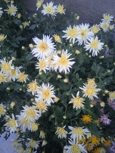 This media file displays a close-up, overhead view of a cluster of chrysanthemums. The flowers are primarily white with yellow centers, and some exhibit a more pronounced yellow hue. They are in various stages of bloom, with some fully open and others still developing. The petals are thin and spiky, giving the flowers a delicate appearance. The background is composed of dark green foliage and hints of a rough, gray surface, possibly a stone wall or pavement. There are also a few smaller, yellow flowers scattered among the chrysanthemums, as well as some dried or faded purple flowers towards the lower right. The lighting suggests it is daytime, with soft light indicating it might be overcast or late afternoon. The scene appears to be outdoors, in a garden or natural setting, consistent with the provided location context of Кызыл-Булак, Kyrgyzstan. No people, text, or specific activities are visible. The overall impression is one of natural beauty and floral abundance.