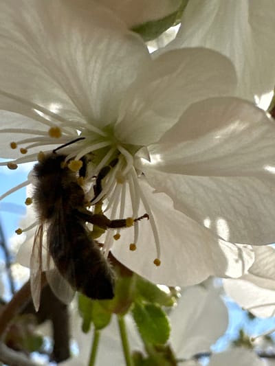 A honeybee is shown head-first inside a white flower, possibly a cherry blossom, collecting pollen. The bee is partially obscured by the petals, and its body is covered in yellow pollen. The flower has multiple delicate white petals and a central cluster of stamens. The background shows hints of green leaves, branches, and a glimpse of a bright blue sky. The location is presumed to be in Choba, Bulgaria.