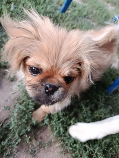 This media file is a close-up, high-angle shot of a small, light brown dog with fluffy fur and dark eyes. The dog is looking directly up at the camera with an attentive expression. Its fur is light brown with some darker strands mixed in, particularly on its ears and around its muzzle. The dog's nose is black, and its eyes are dark and glossy. Some long, fine whiskers are visible around its snout.

The dog appears to be outdoors, with green grass and some dirt visible in the background. A blurry white object, possibly a dog toy or another dog's limb, is in the lower right corner of the frame. A blue object, likely part of a chair or a similar structure, is visible in the upper right and upper left corners of the image. The lighting suggests it is daytime. The overall impression is of a candid moment captured while the dog is interacting with its environment or owner.

No visible text is present in the media file. The setting appears to be a yard or outdoor area in Bekhtery, Ukraine.