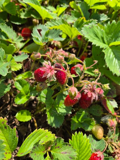 This media file features a close-up view of a strawberry plant bearing ripe and unripe berries, set against a backdrop of green foliage and dark soil. The scene is bathed in bright sunlight, suggesting it is daytime, likely midday or afternoon, given the strong shadows and highlights. The presence of numerous ripe red strawberries indicates it is likely harvest season. Some of the leaves show dark spots, possibly indicating a mild plant disease or nutrient deficiency. There are no people visible in the frame. The overall setting appears to be an outdoor garden or patch in Novosisoevka, Russia, with the focus entirely on the natural elements of the strawberry plant. The image is rich in detail, capturing the textures of the leaves, the delicate hairs on the stems, and the varying stages of berry development, from green and unripe to fully red and ripe. There is no visible text in the image.