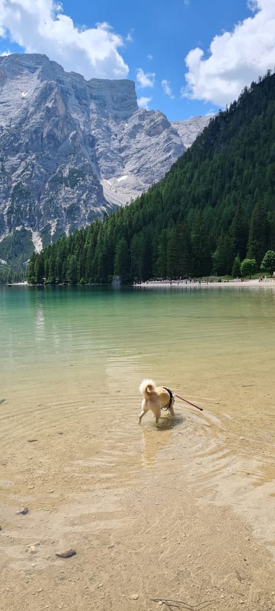 A tan dog wearing a harness and leash stands in shallow, clear water at the edge of a lake. The dog is facing away from the camera and appears to be drinking or sniffing the water. The lake's surface is rippled, and the water transitions from clear and sandy near the shore to a greenish hue further out. In the background, a sandy beach is lined with people and a dense forest of evergreen trees. Behind the forest, a massive, rocky mountain range with patches of snow rises dramatically against a bright blue sky with scattered white clouds. The scene captures a natural landscape with human and animal presence, likely at Lake Braies (Lago di Braies) in the Prags Valley (Valle di Braies), South Tyrol, Italy, given the iconic mountain backdrop and lake characteristics.