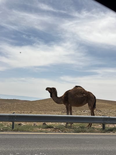 A camel stands by a roadside guardrail in what appears to be the city of Arad, Israel. The camel is brown and has one hump. The background shows a barren hillside and a partly cloudy sky. The road surface is asphalt with a yellow line marking.