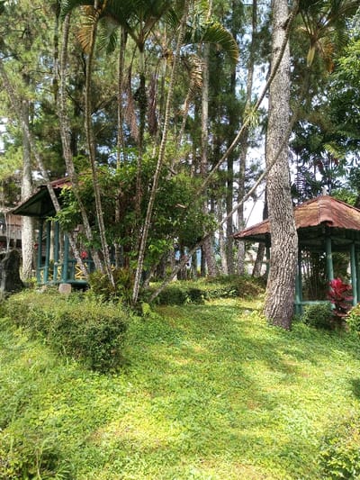 This image depicts a lush, verdant garden or park landscape, likely located in Palasari, Indonesia. The scene is dominated by a dense, low-lying carpet of green ground cover that stretches across the foreground and mid-ground, showing variations in light and shadow.

Tall, slender trees with light-colored trunks, some resembling palms and others appearing to be conifers, rise prominently throughout the frame. Their foliage creates a natural canopy, with bright sunlight filtering through the leaves and casting dappled patterns on the ground. Various bushes, smaller plants, and ferns are interspersed among the trees, adding to the rich undergrowth.

Two gazebos or pavilions are visible within the natural setting. On the left, a gazebo with a dark green roof and matching green columns is partially obscured by foliage. A dark, possibly stone or concrete, structure sits near its base. To the right, another gazebo features a reddish-brown roof and green supports, with a vibrant red leafy plant adding a splash of color nearby. Both structures blend harmoniously with the surrounding environment.

The time of day is clearly sunny, likely mid-morning to late afternoon, indicated by the strong illumination and distinct shadows. The weather appears clear and pleasant. There are no people visible, and no discernible text can be found in the image. The overall impression is one of tranquility and natural beauty, characteristic of a serene garden or a forested recreational area in a tropical or subtropical region.