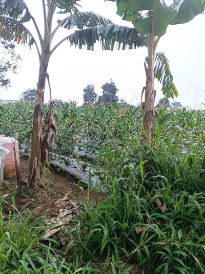 The image displays an agricultural field in Nipa, Papua New Guinea, under an overcast sky. In the immediate foreground, dense green grass and various leafy plants cover the ground. Two prominent banana plants, one on the left and one on the right, frame the central view with their tall trunks and large, somewhat tattered leaves.
Beyond the banana plants, a wide field of corn (maize) stretches into the middle and background. The corn plants appear to be young to mid-growth stage, with visible stalks, leaves, and some tassels. Rows in the cornfield are discernible, with sections covered by black plastic mulch, indicating a managed agricultural practice. A pink or reddish container, possibly a water drum or tank, is partially visible on the far left, nestled near the base of the left banana plant.
In the distance, several large, dark trees rise against the light, cloudy sky. No human figures or direct activity are visible, but the cultivated crops signify ongoing farming. The leaves of the foreground plants appear to have moisture droplets, suggesting either dew from an early morning or a recent rainfall. The overall scene depicts a serene, rural farming landscape characteristic of the region.