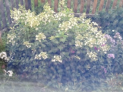 A dense cluster of white hydrangea flowers blooms in front of a weathered wooden fence. The fence is constructed of vertical wooden slats of varying widths and colors, some appearing grayed and aged, others a warmer brown. Behind the fence, green foliage and possibly other plants are visible. The hydrangeas are the dominant feature, their large, conical flower heads a creamy white, interspersed with smaller clusters and green leaves. To the right of the hydrangeas, a few smaller purple flowers can be seen, possibly phlox, adding a contrast of color. The foreground is blurred, obscuring details of the ground and any potential elements there. The overall impression is of a lush garden scene, with the natural beauty of the flowers set against the rustic backdrop of the fence. The image is taken outdoors in what appears to be a residential or garden setting. The specific location of Abdulmambetovo, Russia, is not visually discernible from the image itself; it is provided as external context.