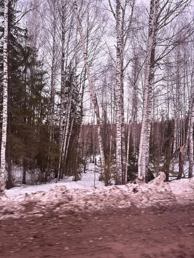 A forested area in Малая Уса, Russia, in winter. A row of birch trees with bare branches stands in front of a cluster of evergreen trees, both amidst snow-covered ground. A textured wooden or concrete structure is visible on the right side of the frame.