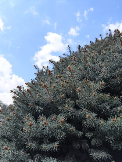 The image displays a vibrant outdoor scene, focusing on the dense foliage of a coniferous tree against a bright sky. The primary subject is an evergreen tree, likely a spruce or fir, characterized by its numerous branches covered in short, stiff, bluish-green needles. Many small, brown, immature cones or buds are visible along the branches and at their tips, suggesting active growth.

The tree dominates the lower two-thirds of the frame, extending from the bottom and right edges towards the center. The upper left portion of the image is filled with a clear, light blue sky adorned with several scattered, fluffy white clouds.

The scene depicts a calm, natural setting. The time of day appears to be daytime, given the bright illumination and distinct blue sky. The presence of white clouds indicates fair weather. There is no specific activity or event taking place, as it is a still nature photograph. No people or artificial objects are visible. No text is present in the image. The location context is Kolosisty, Russia.
