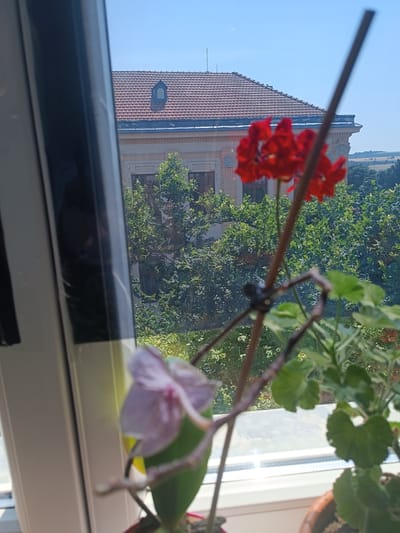 An outdoor scene captured from an interior perspective, looking through a window frame. In the foreground, a blurry pink orchid and a bright red geranium are visible, supported by thin wooden stakes. The geranium's green leaves are also in focus. Beyond the flowers, a large building with a red tiled roof and a dormer window is partially obscured by lush green trees. The building appears to be a historical structure with ornate architectural details. The sky is a clear, bright blue. The scene is set in the city of Vyškov, Czechia.