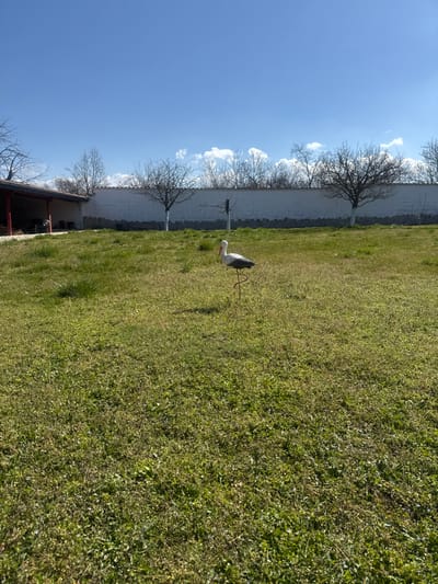 The scene depicts an outdoor residential or agricultural property in Kanchevo, Bulgaria, under a bright blue sky with sparse white clouds. A decorative garden statue, shaped like a white stork with black primary feathers, an orange beak, and orange legs, stands centrally in the mid-ground. The statue is poised on one leg with the other raised. The ground is covered in a mixture of green and brown grass and low-lying vegetation. To the far left, a structure with a reddish-brown tile roof and an open-sided, shaded area is partially visible. A white-painted masonry wall extends across the background, behind which several bare deciduous trees are present, some with their lower trunks painted white. Direct sunlight illuminates the scene, creating distinct shadows on the grass, particularly from the stork statue. No individuals are present.