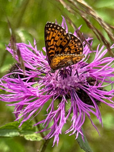 A butterfly with orange and black patterned wings rests on a vibrant purple thistle flower. The butterfly's wings are partially open, revealing intricate markings. The thistle flower has numerous spiky petals radiating outwards, with a darker, fuzzy center. The background is softly blurred, with shades of green suggesting foliage and dry grass stalks. The scene appears to be an outdoor natural setting in Pribylovo, Russia, possibly a meadow or garden.